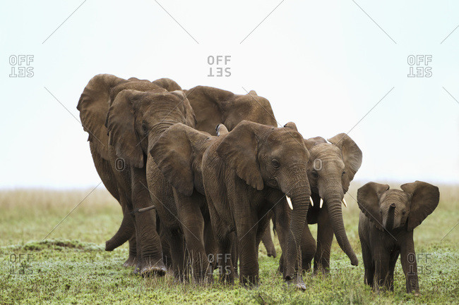 A family of elephants strolls across the Serengeti plains, South Africa