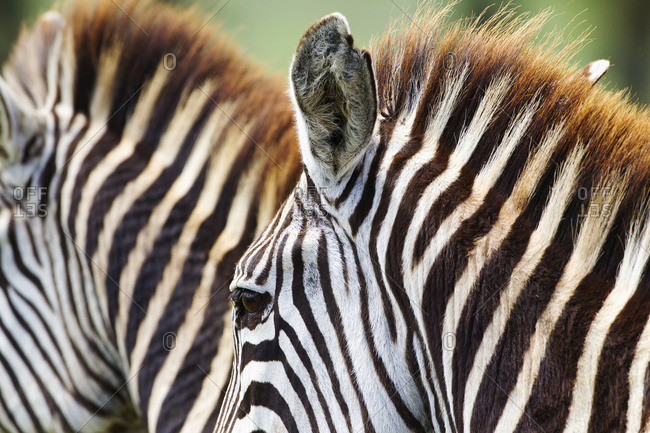 Hide pattern of two zebras on the Serengeti plains, Tanzania