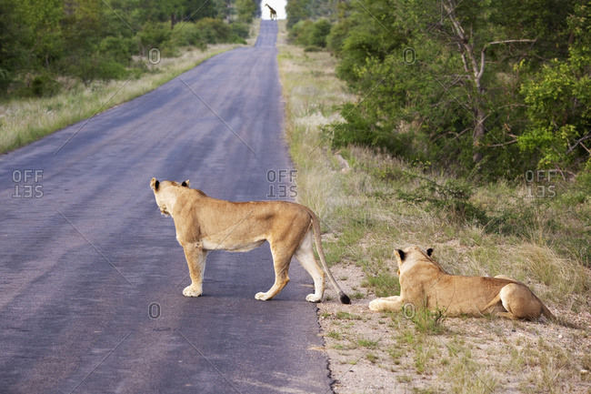 Two female lioness looking down the long road at a distant giraffe, gomo gomo game lodge, South Africa