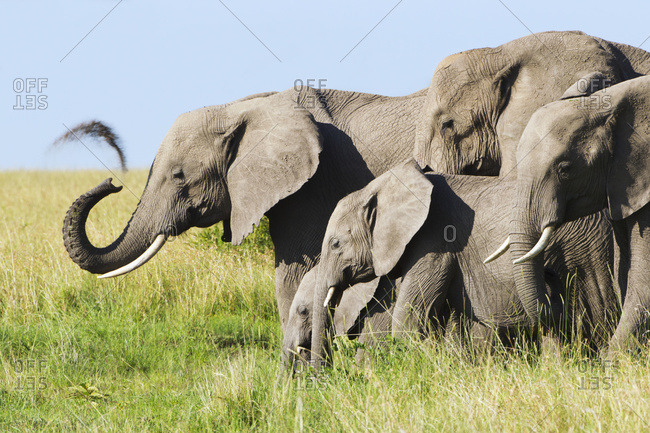 Elephant herd, where one of the elephants sprays dirt on himself, Serengeti plains, Tanzania