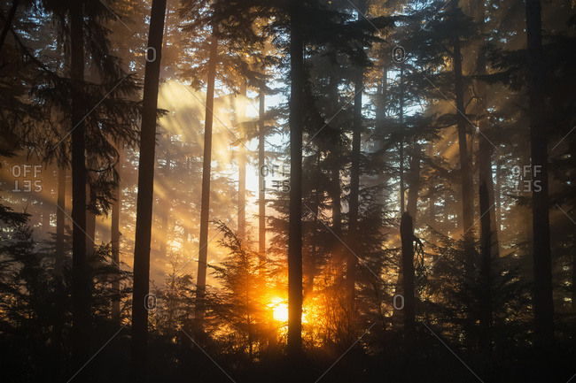 As the setting sun breaks through the fog, a starburst of color brightens the forest, Tongass National Forest, Juneau, Alaska, United States of America