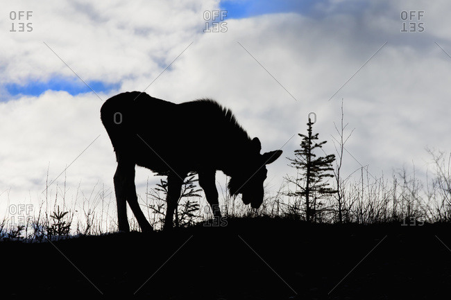 A young moose silhouette on a hill, Palmer, Alaska, United States of America