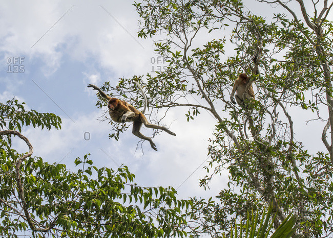 Proboscis monkey or long-nosed monkey (Nasalis larvatus) jumping from tree to tree in Tanjung Puting National Park, Central Kalimantan, Borneo, Indonesia