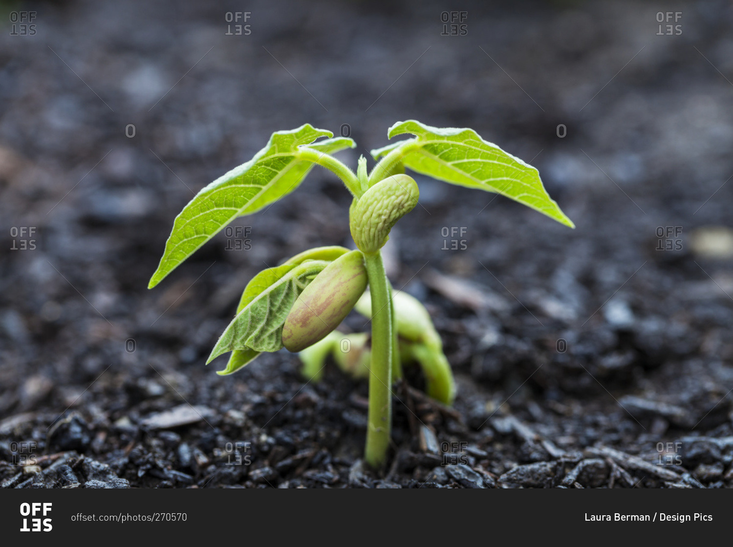 Close up of bean seedlings emerging from the soil and showing their first set of leaves, Toronto, Ontario, Canada