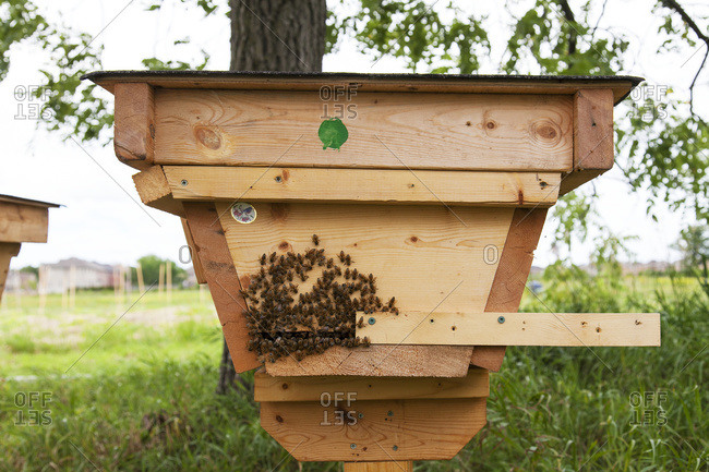 Top Bar Bee Hive Stock Photos Offset
