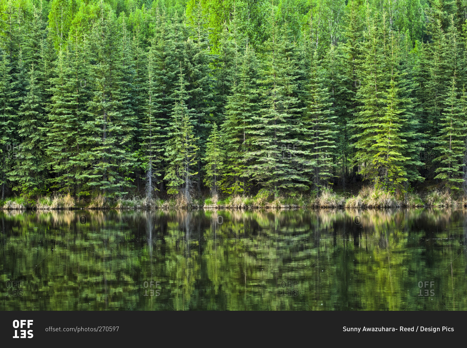 Fresh greens of boreal forest reflect on Beaver Pond, Chena River State Recreation Area, Fairbanks, Alaska, United States of America