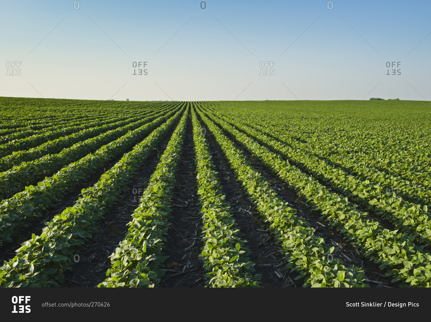 A healthy green mid-season soybean field two weeks after being sprayed with herbicide in central Iowa, dead broadleaf weeds can be seen in between the rows, Iowa, United States of America