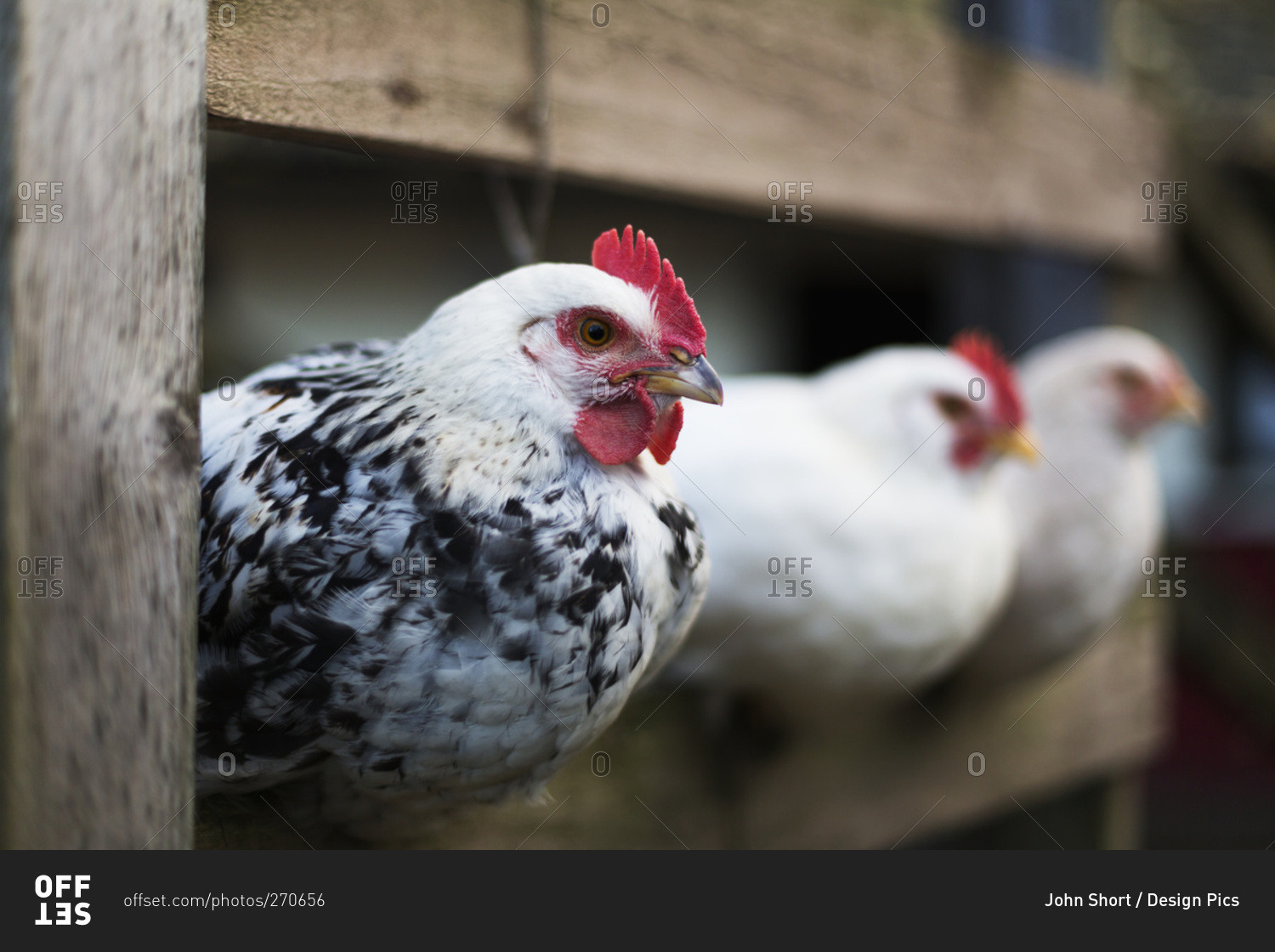 Chickens (Gallus gallus domesticus) in a pen, Dunstanburgh, Northumberland, England