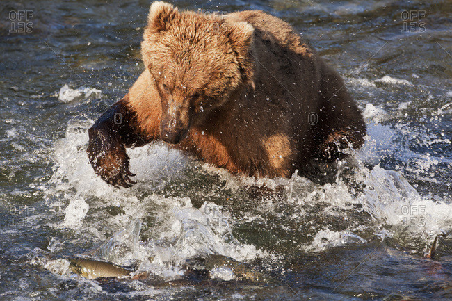 Brown bear (Ursus arctos) in Brooks River below Brooks Falls clawing at sockeye salmon (Oncorhynchus nerka), Katmai National Park and Preserve, Alaska, United States of America