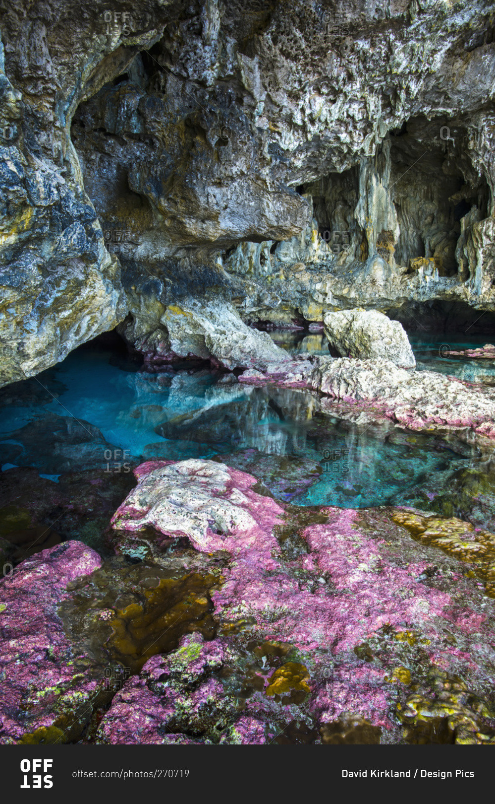 Soft corals decorate the ocean caves that line the Nuie coastline, Niue
