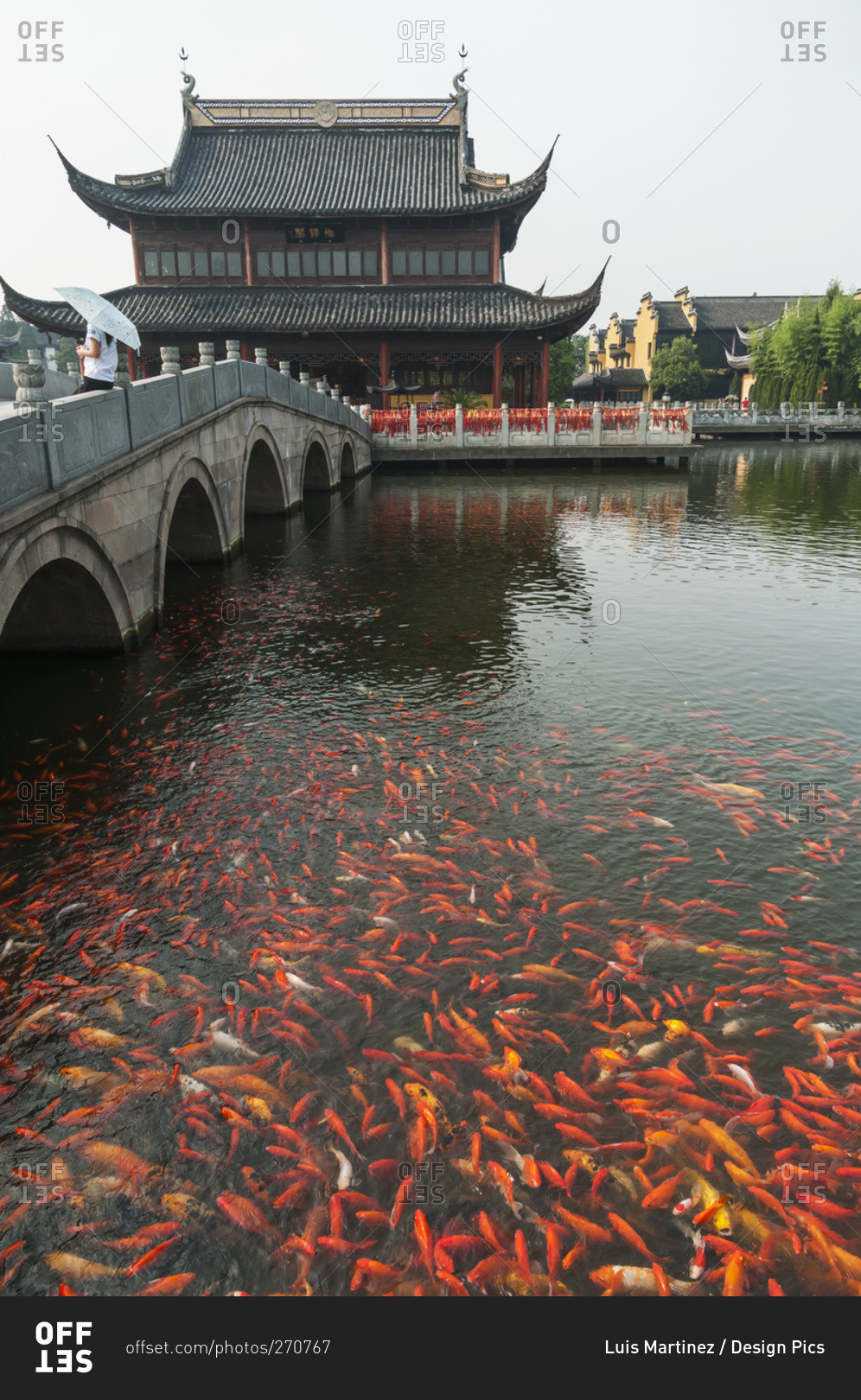 Zhouzhuang ancient town, beautiful traditional Chinese architecture, with koi fish in water, Zhouzhuang, Shanghai, China