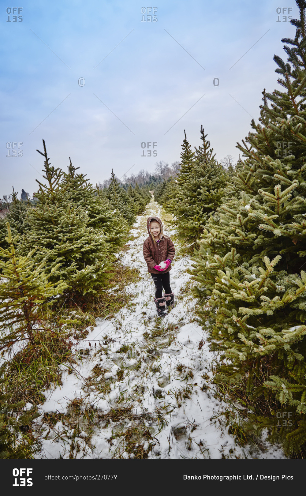 Young girl walking through a Christmas tree farm holding a snowball, Stoney Creek, Ontario, Canada