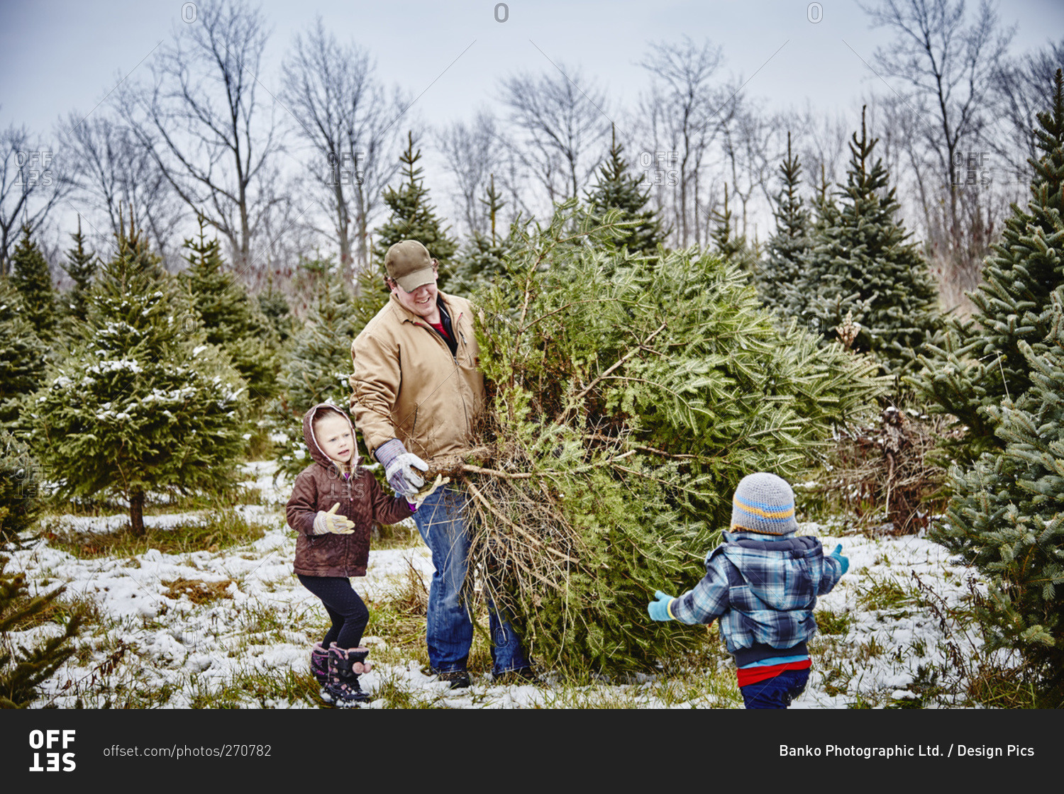 Father and daughter carrying cut down Christmas tree from a Christmas tree farm, Stoney Creek, Ontario, Canada