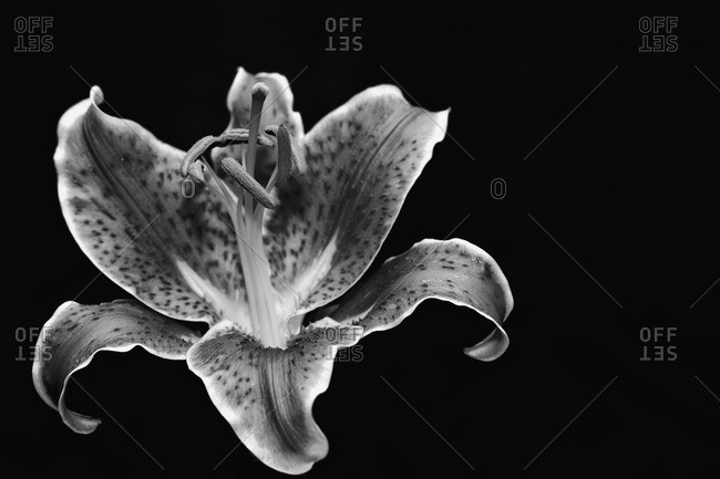 Black and white Stargazer lily, Kenmore, Washington, United States of America