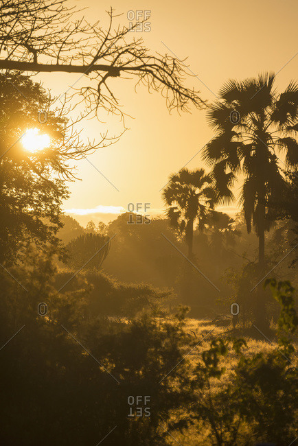 Looking through the bush at sunrise, Liwonde National Park, Malawi
