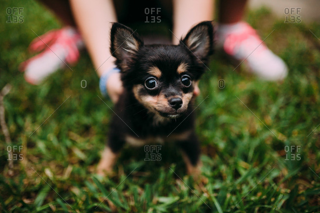 brown chihuahua puppy