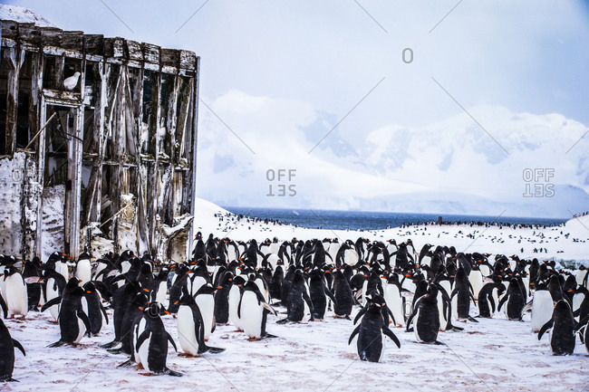 Gentoo Penguins, Paradise Harbor, Antarctica