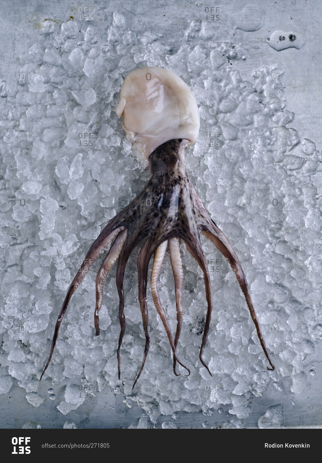 Small whole octopus on ice