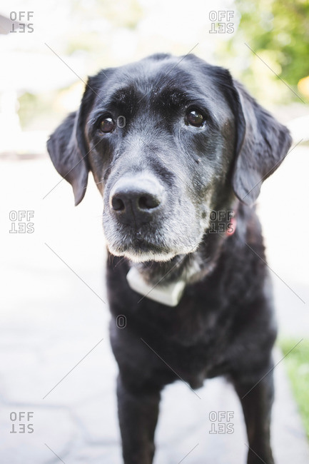 Portrait Of A Cute Black Lab Dog With Gray Hairs On His Muzzle