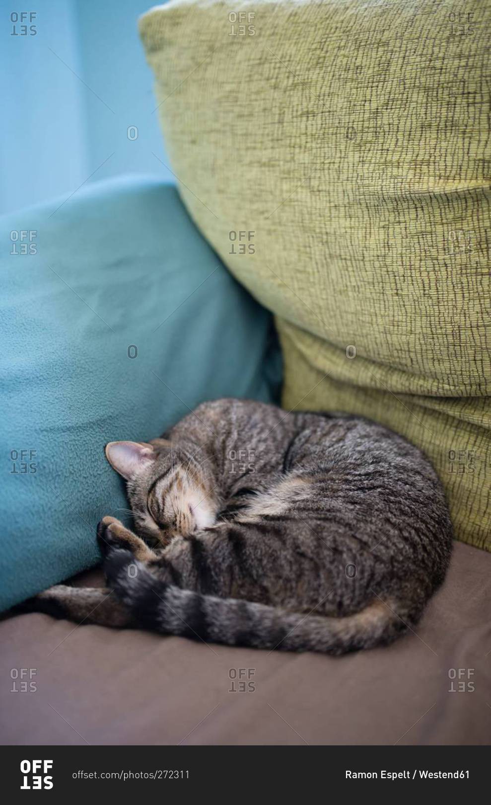 Tabby cat sleeping in the corner of a couch at home