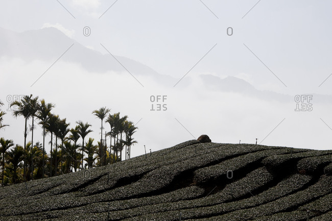 Undulating hills of black volcanic rock in a tropical landscape