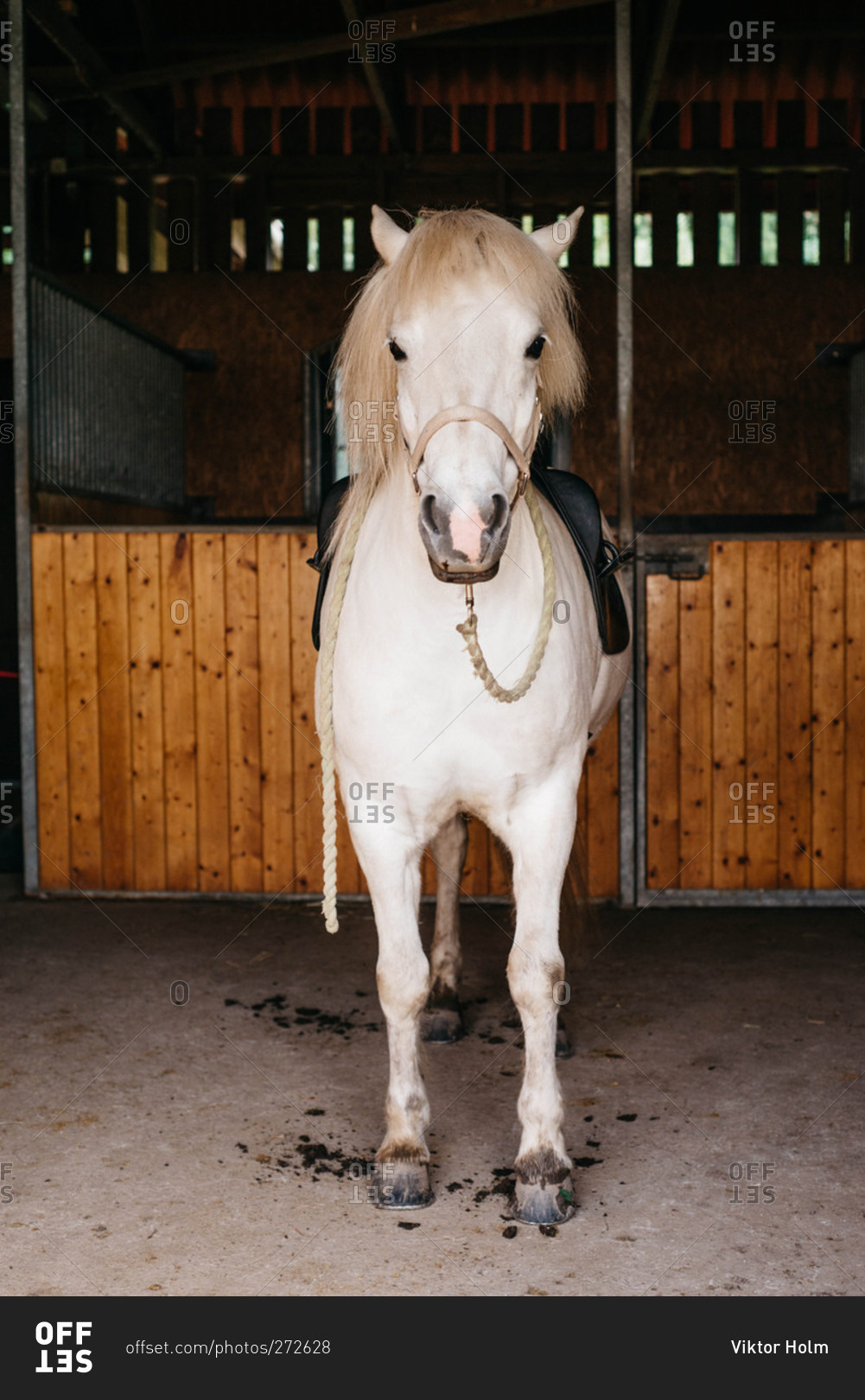 Saddled white horse in a stable