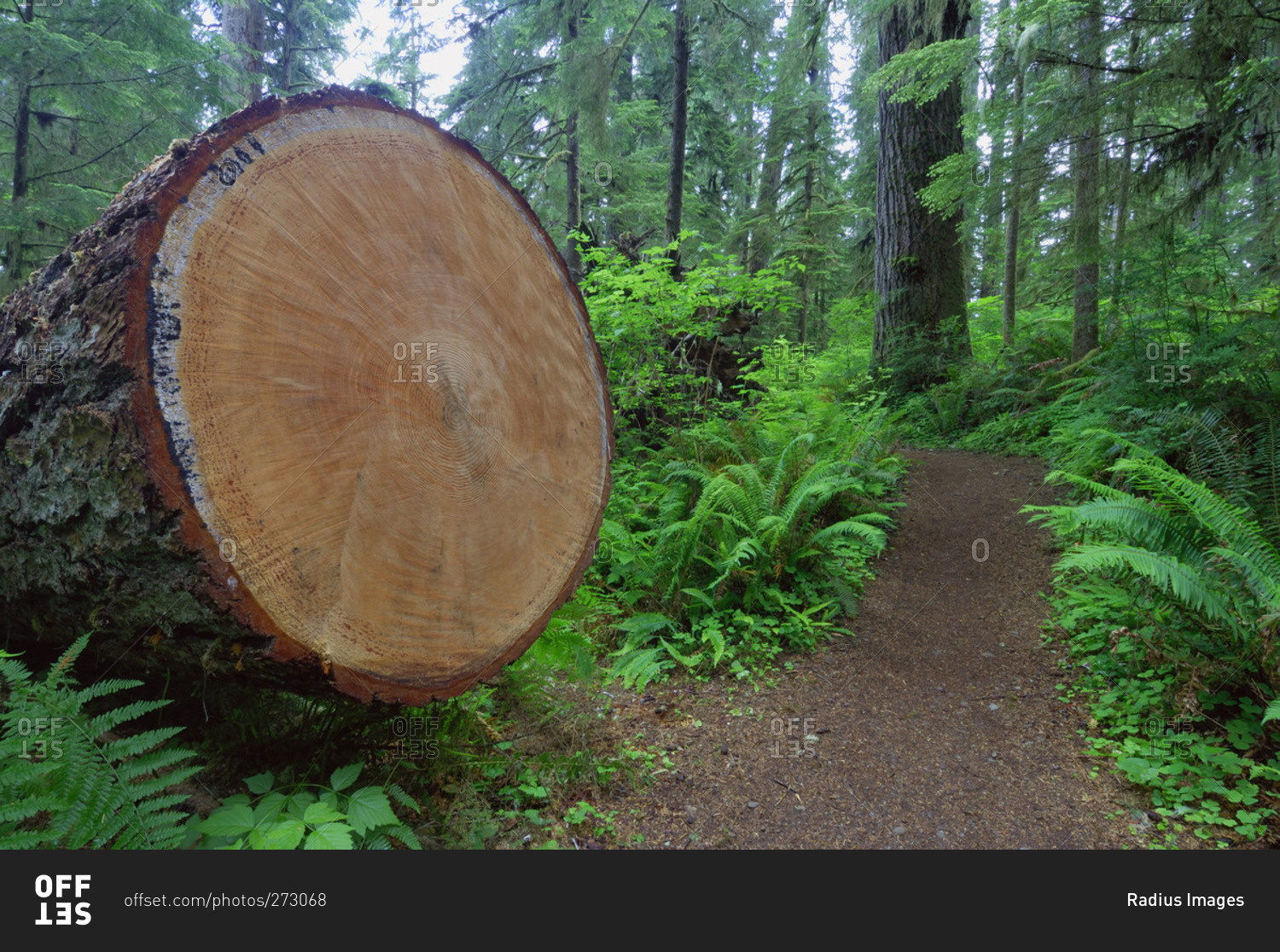 Trunk of Cut Tree, Quinault Rainforest, Olympic National Park, Washington, USA