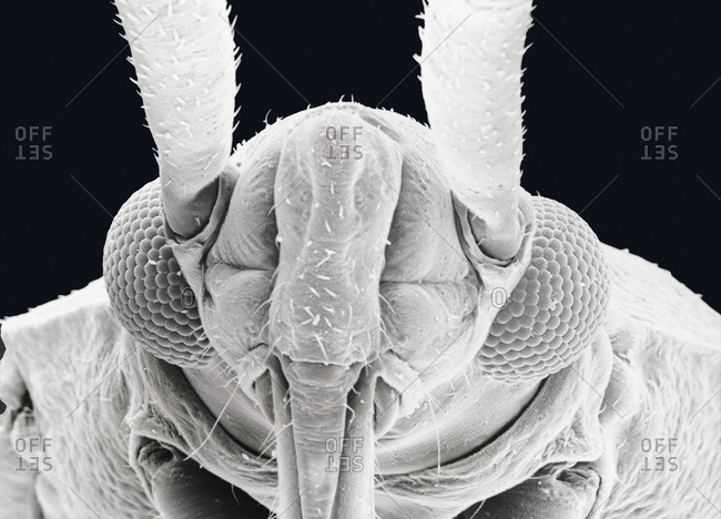 Electron Microscope Scan of Insect