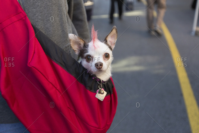 chihuahua with mohawk