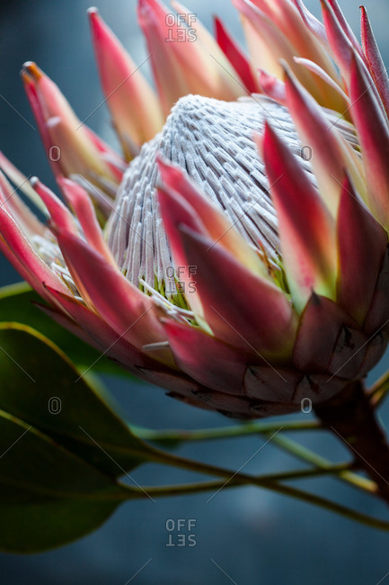 A king protea flower