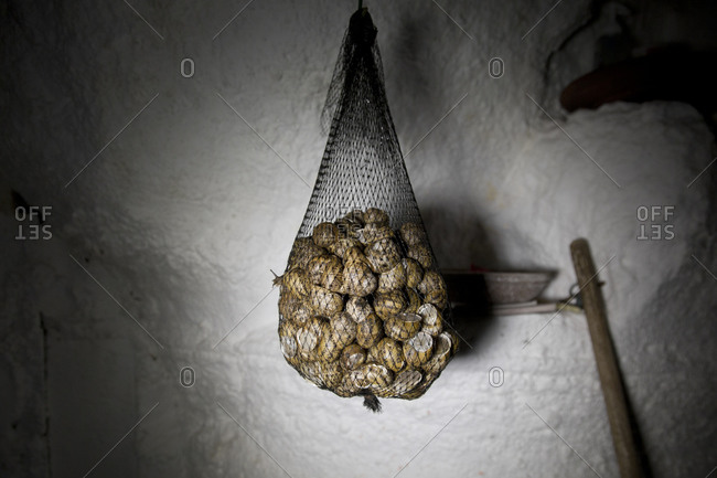 Mesh bag of snails hanging near a plaster wall