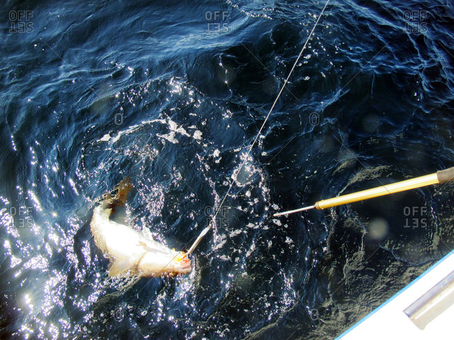 Fish being reeled in beside a boat