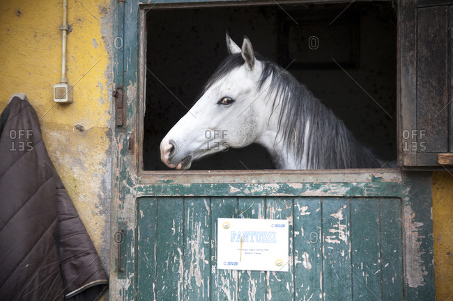 Race horse standing at the door of his stall
