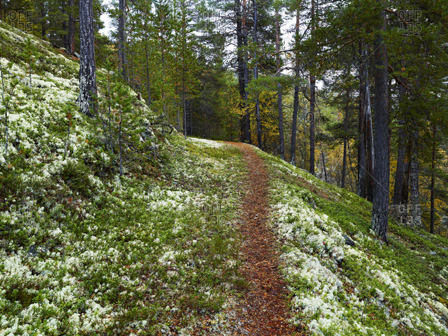 Footpath through forest - Offset Collection