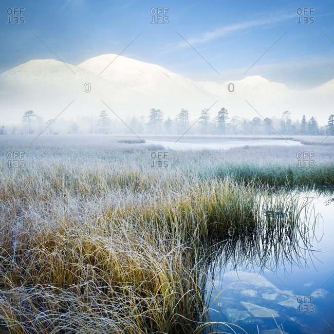 Frosty reeds in lake - Offset
