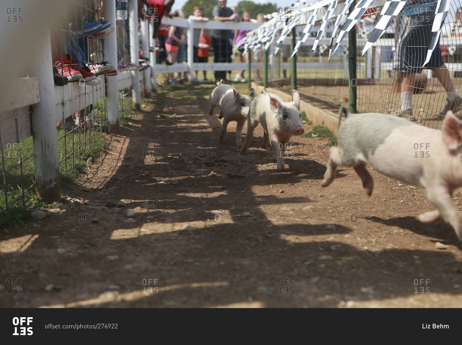 Piglets running in a race at country fair