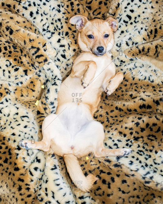 Overhead View Of Dog Lying On Its Back On Cozy Blanket Stock Photo Offset