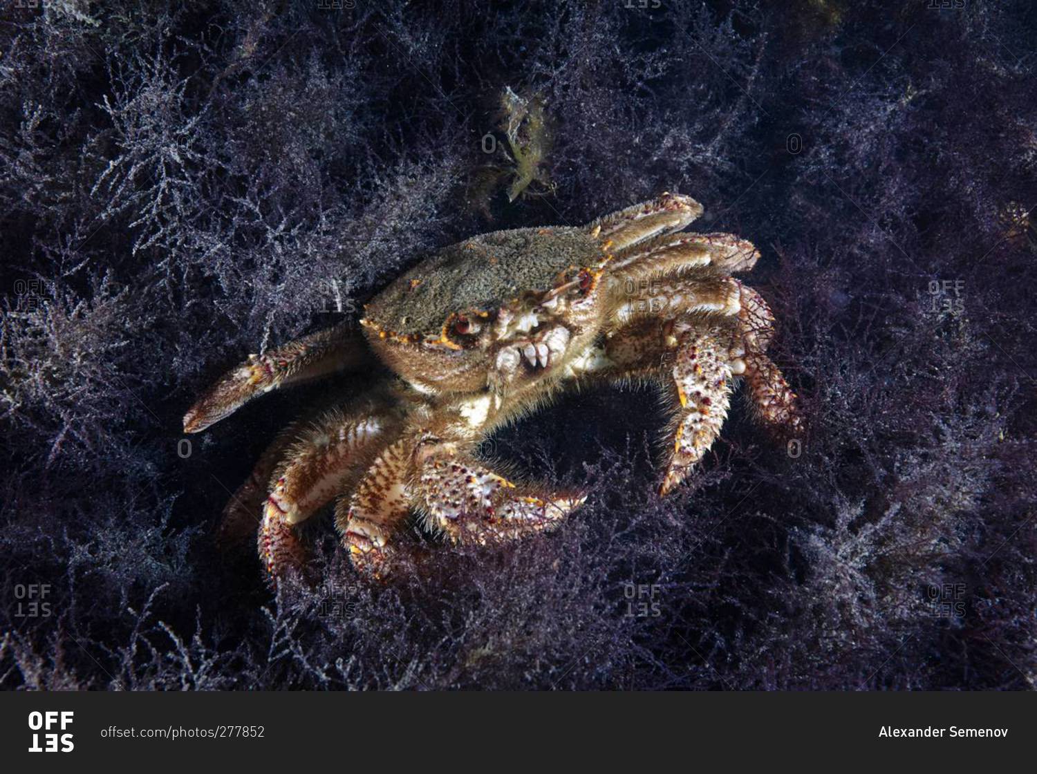 Horsehair crab on the ocean floor