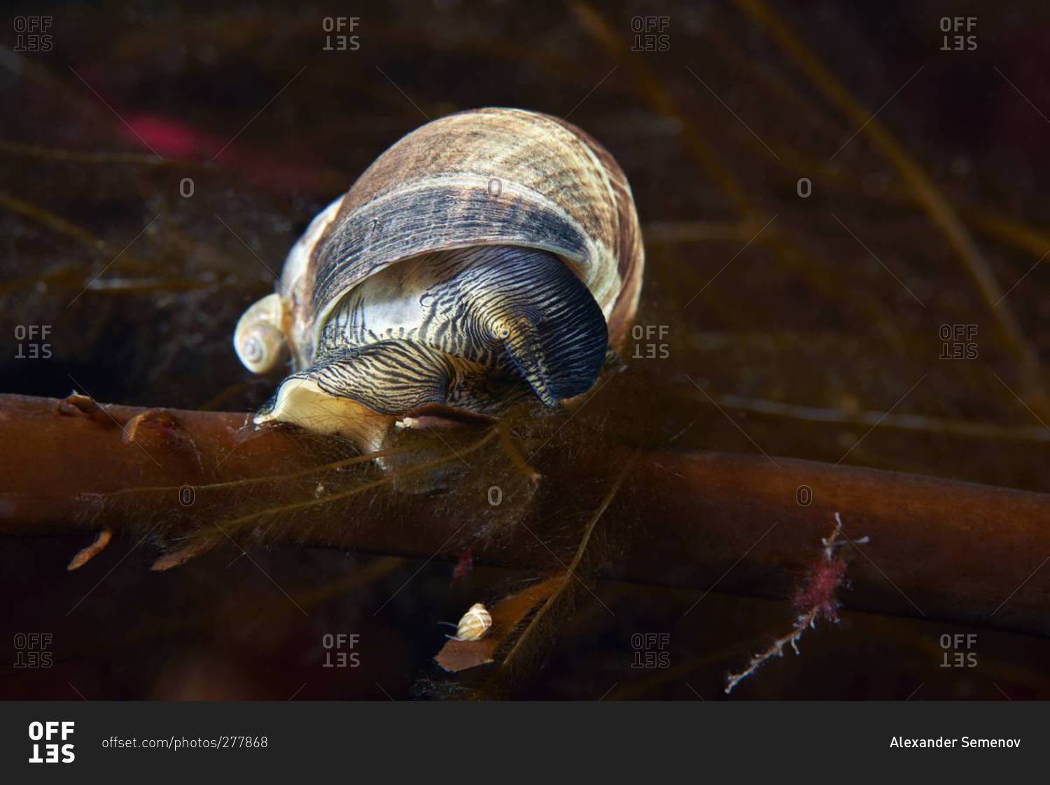 Periwinkle sea snail in the ocean