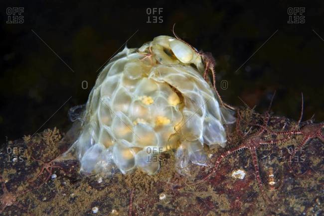 Gastropod mollusk hatching