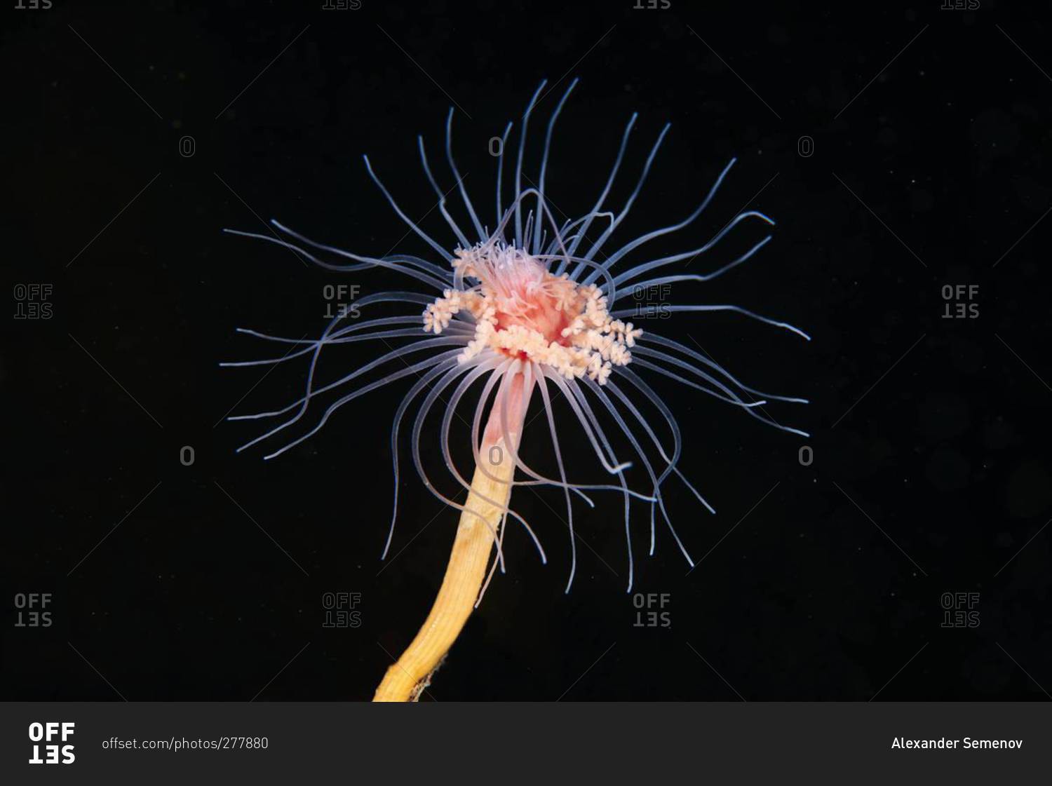 Hydrozoan polyp in the sea stock photo OFFSET