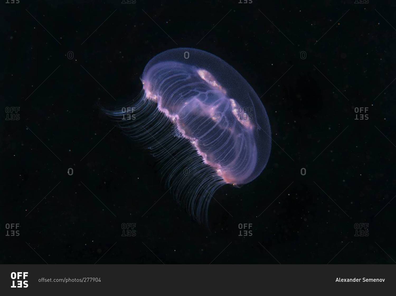 Moon jellyfish in the sea