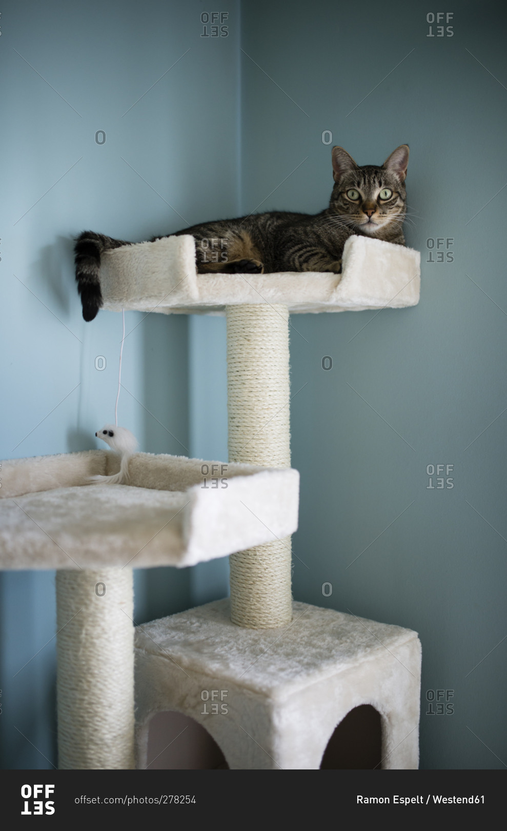 Cat lying on a scratching post at home