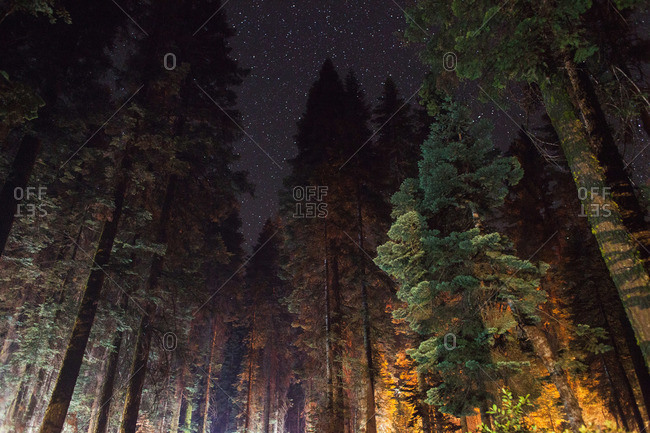 Illuminated evergreen trees under a starry night sky