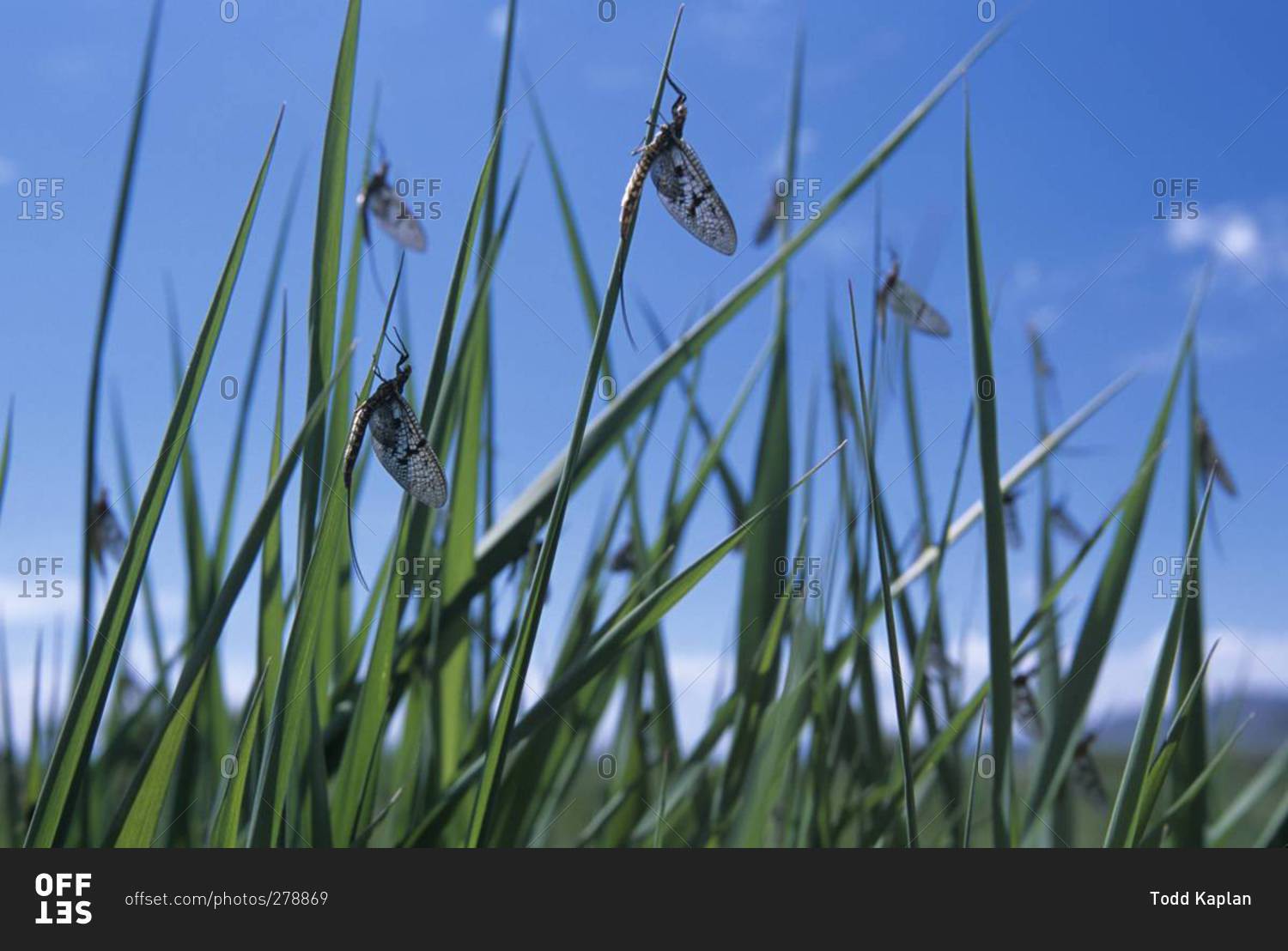Brown Drake insects perched on blades of tall grass