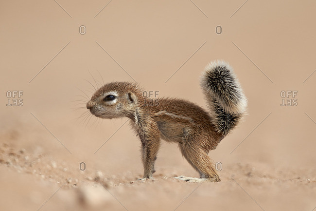 Baby Cape ground squirrel (Xerus inauris), Kgalagadi Transfrontier Park, South Africa, Africa