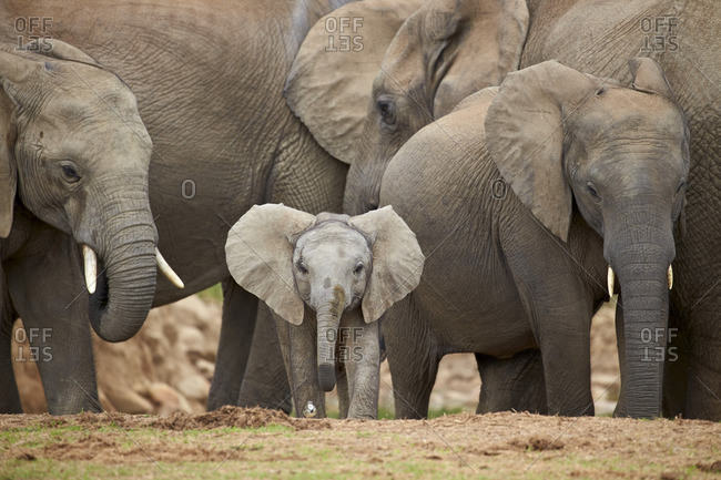 African elephant (Loxodonta africana) group with baby, Addo Elephant National Park, South Africa, Africa