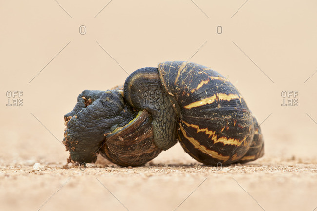 Two East African land snail (Giant African land snail) (Achatina fulica) mating, Addo Elephant National Park, South Africa, Africa