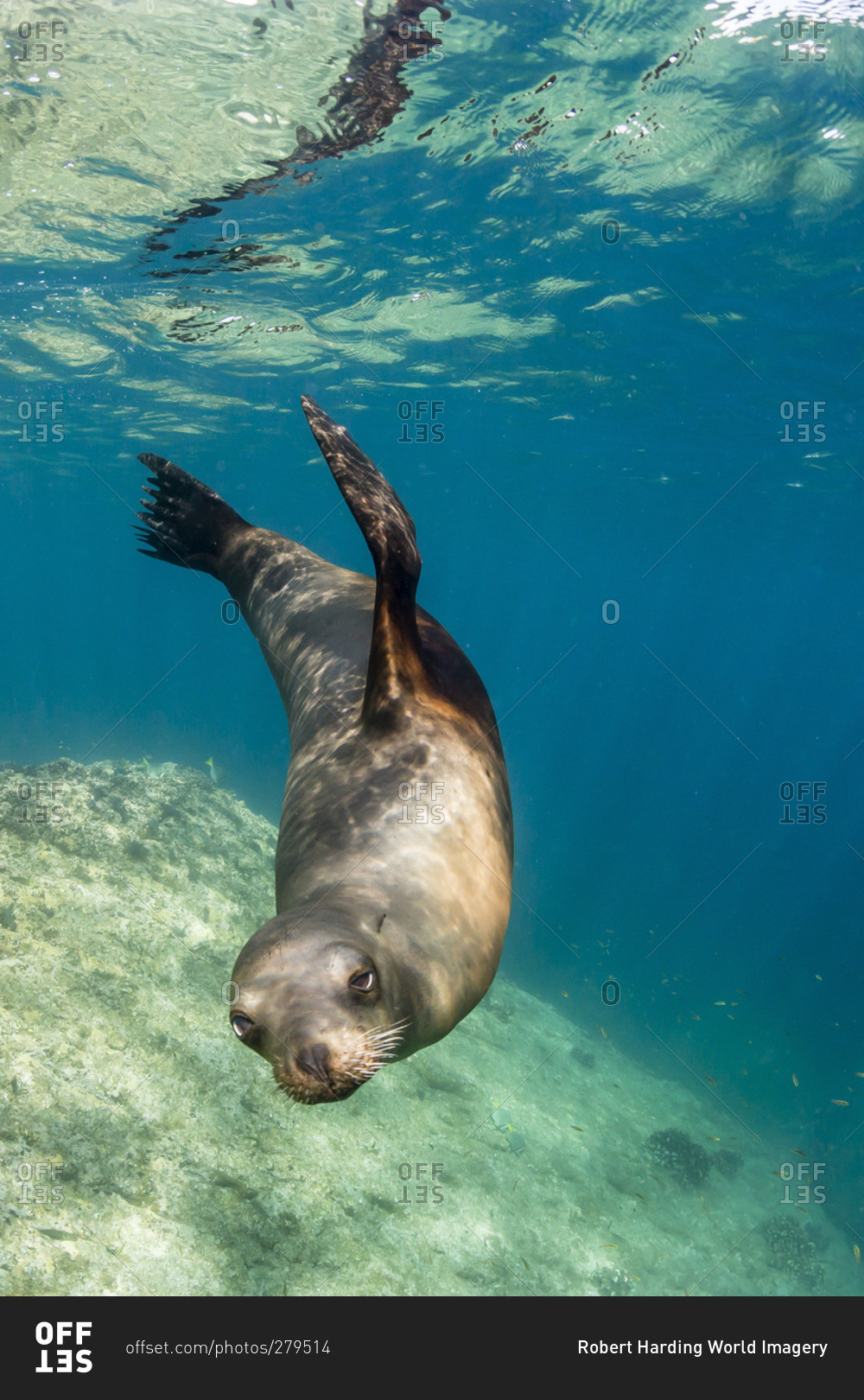 Adult California sea lion (Zalophus californianus) underwater at Los Islotes, Baja California Sur, Mexico