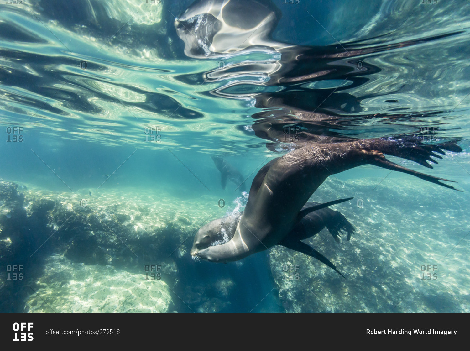 Adult California sea lions (Zalophus californianus) underwater at Los Islotes, Baja California Sur, Mexico